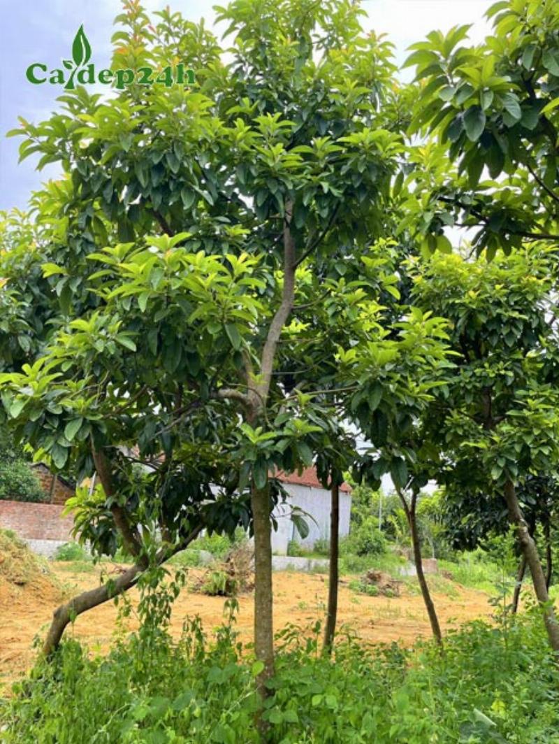 Hình ảnh cận cảnh bàn tay của người làm vườn chuyên nghiệp đang thực hiện một công việc tỉ mỉ như ghép cành, tỉa lá, hoặc xử lý đất, thể hiện kỹ năng và sự cẩn trọng