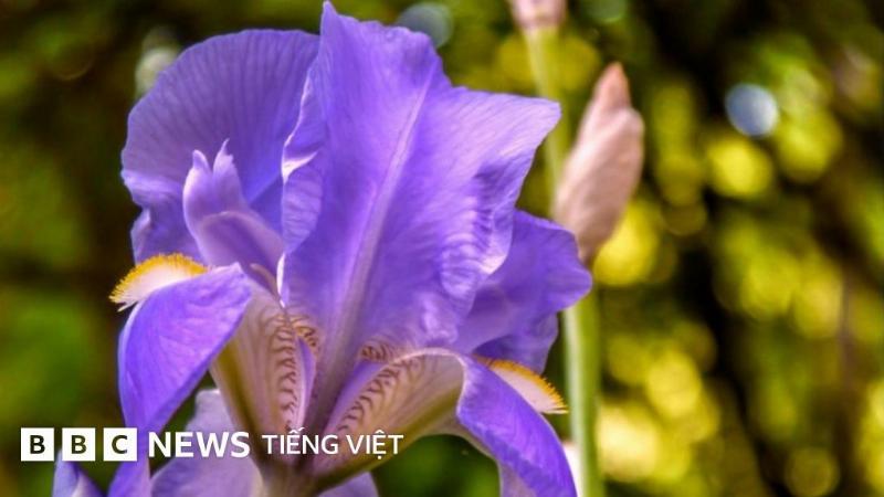 Mot bo hoa hinh thuc hien dai voi su ket hop cac loai hoa mau xanh duong va tim, nhu hoa cam tu cau nho, hoa iris, va mot vai canh hoa lan nho, voi la trang tri bac