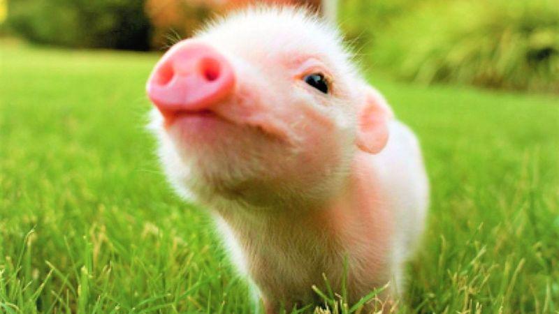 Cách bố trí hoa và cây cảnh để tăng cường phong thủy cho người tuổi Kỷ Hợi.
