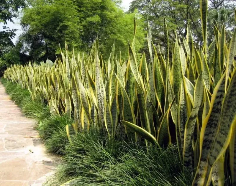 Giải đáp những câu hỏi thường gặp khi trồng và chăm sóc cây lưỡi hổ