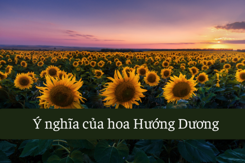 Hình ảnh so sánh các loại Hoa Hướng Dương phổ biến với màu sắc và kích thước khác nhau