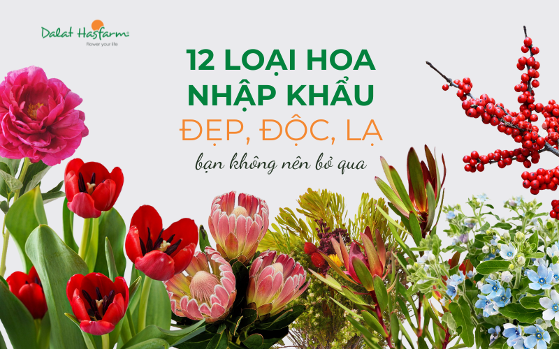 Một bộ sưu tập các loại hoa thường nhập khẩu từ Trung Quốc như cúc mẫu đơn, hồng, ly, mao lương được trưng bày đẹp mắt.
