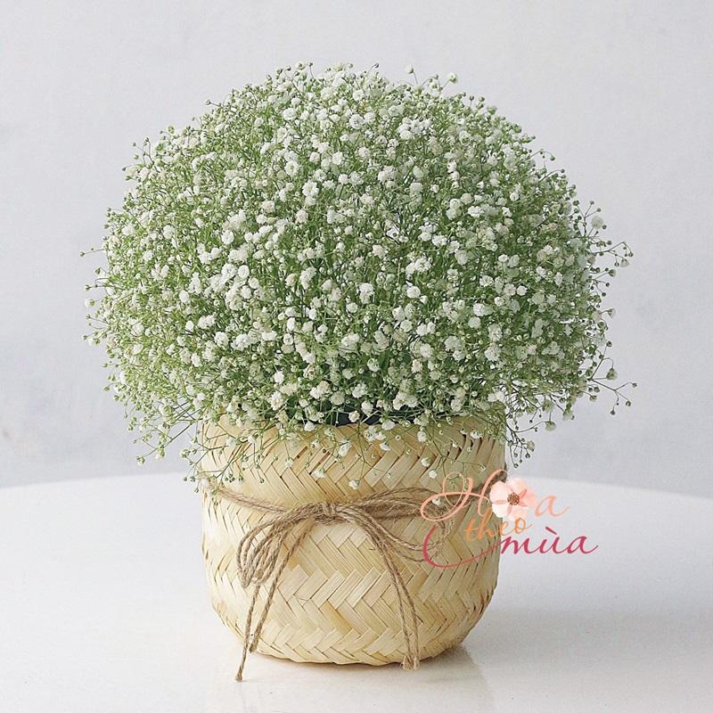 Hình ảnh đôi bàn tay nhẹ nhàng chăm sóc một chậu cây hoa, thể hiện sự nâng niu, tỉ mỉ trong việc chăm sóc, phù hợp với tâm hồn yêu thiên nhiên của người sinh ngày 17 tháng 3.