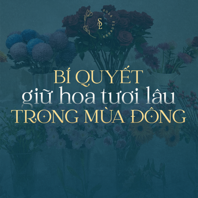 Bí quyết chọn lựa và bảo quản hoa tươi lâu bền, giữ vẻ đẹp cho không gian sống.