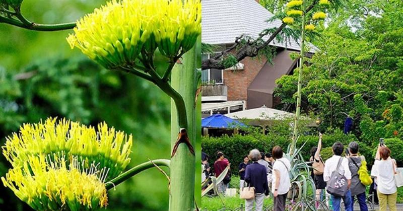 Hình ảnh cây Thùa (Agave) đang ra hoa, minh họa loài cây ra hoa sau rất nhiều năm, biểu trưng cho sự kiện hiếm gặp và thời gian dài, liên quan đến khái niệm một thế kỷ bao nhiêu năm
