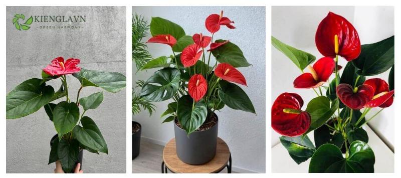 Đôi bàn tay đang cẩn thận cắt gốc và loại bỏ lá úa trên cành hoa hồng cao cấp, thể hiện quy trình chăm sóc tỉ mỉ để bảo quản bó hoa 600 đô luôn tươi mới.