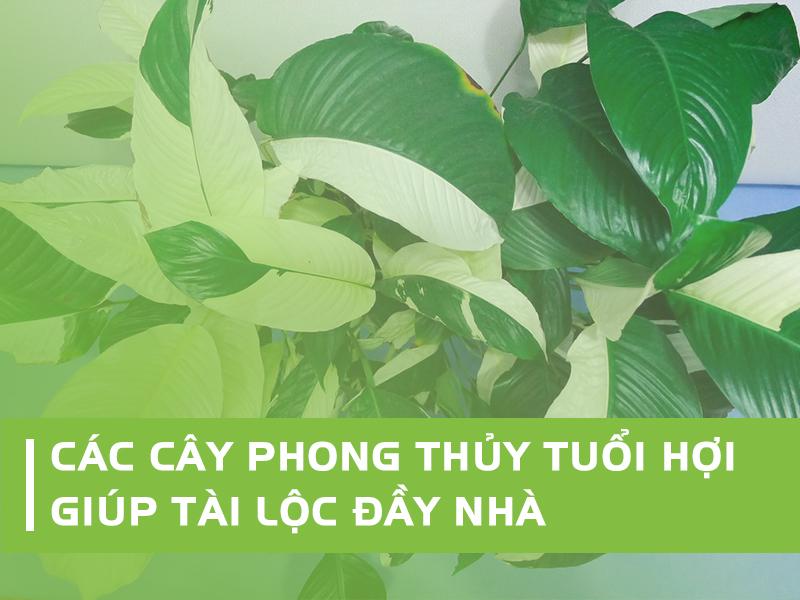 Hướng dẫn cách chăm sóc hoa và cây cảnh để cây luôn xanh tốt, mang lại năng lượng tích cực cho người tuổi Kỷ Hợi.