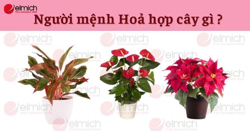 Người mệnh Hỏa 1994 chăm sóc hoa trong nhà