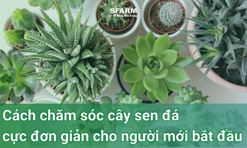 Hình ảnh ẩn dụ: Một bàn tay dịu dàng đang tưới nước cho một chậu cây non đang vươn lên, tượng trưng cho việc chăm sóc và nuôi dưỡng sự phát triển của tuổi trẻ học lớp 10.