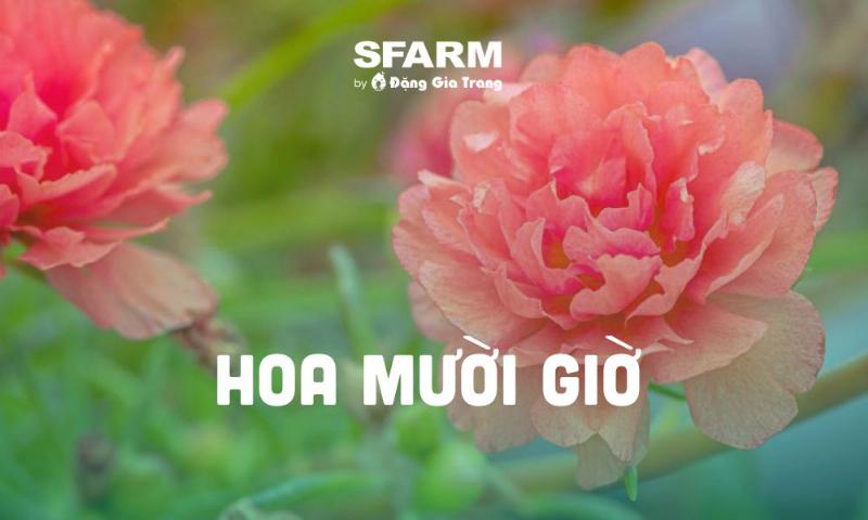 Hình ảnh một chậu hoa tươi đang nở rộ, khỏe mạnh, lá xanh tươi tốt, thể hiện kết quả của quá trình chăm sóc tỉ mỉ và đúng kỹ thuật