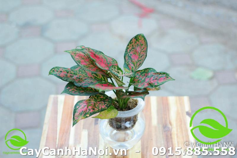 Chậu Lan Hồ Điệp trắng lớn nở rộ, đặt trong không gian sang trọng, phù hợp phong thủy Nhâm Tuất 1982