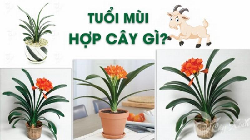 Cách chọn hoa theo phong thủy cho người tuổi Kỷ Mùi 1979 để tăng cường vận may và tài lộc