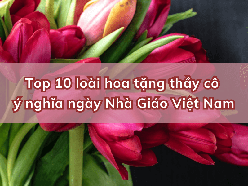 Bên trong cửa hàng Hoa Tươi Thanh Thảo với nhiều loại hoa tươi rực rỡ đang được trưng bày đẹp mắt.