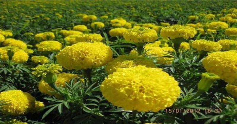 Minh họa hành trình phát triển từ hạt giống đến cây hoa nở rộ trong khoảng 6 tháng