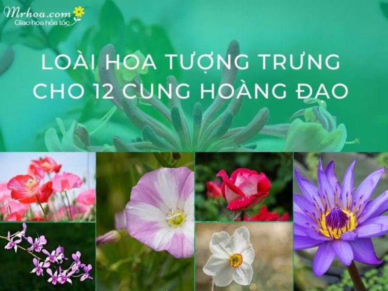 Khám phá ý nghĩa sâu sắc của hoa Cẩm Tú Cầu phù hợp với cung Cự Giải