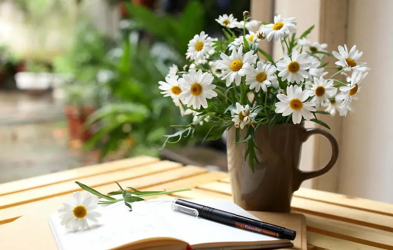 Những bó Cúc Họa Mi trắng tinh khôi dưới nắng nhẹ, biểu tượng của sự thuần khiết và niềm vui giản dị cuối thu