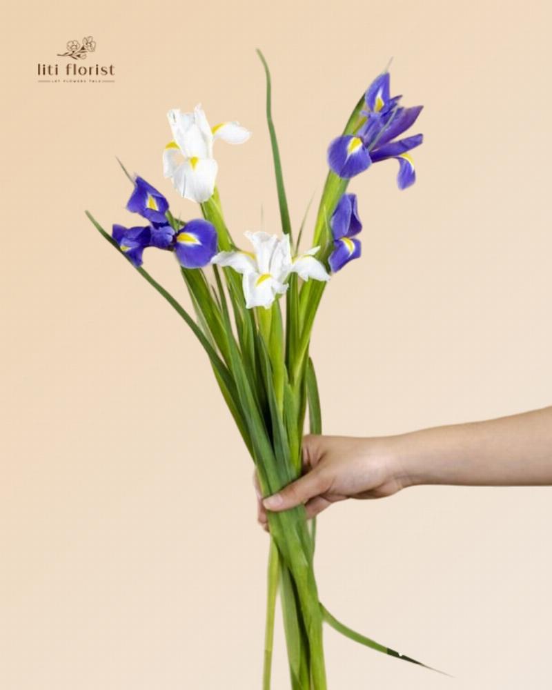 Bo hoa Iris mau tim xanh bieu tuong tri tue hy vong cho nguoi sinh 31 1