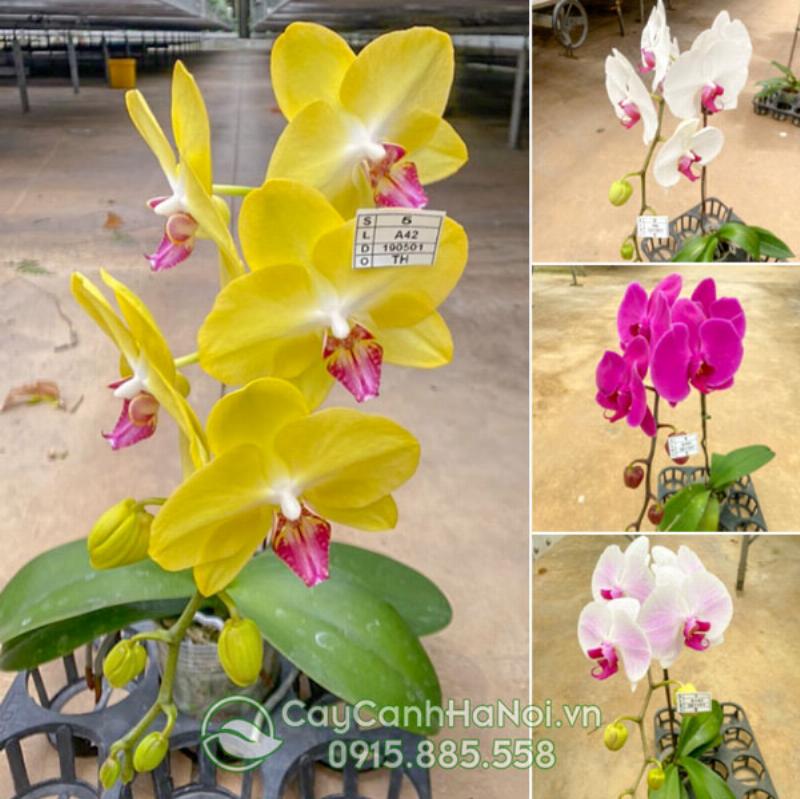 Chậu hoa Lan Hồ Điệp màu tím sang trọng, loài hoa phong thủy mang lại may mắn và tài lộc cho người tuổi Canh Dần mệnh Mộc
