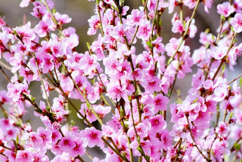 Những bông hoa Lily trắng tinh khôi, tượng trưng cho sự thanh lịch và thuần khiết phù hợp với cung Song Tử hôm nay.