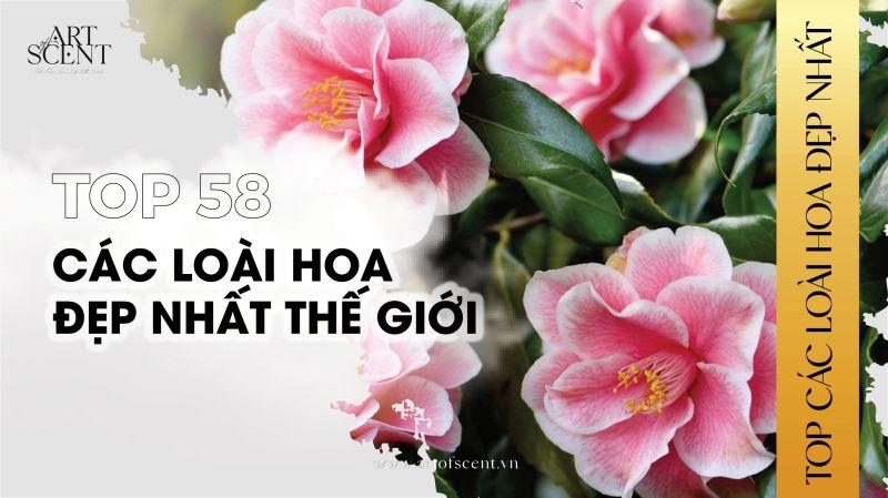 Hình ảnh minh họa Hoa Phi Yến (Larkspur) và Hoa Súng (Water Lily)
