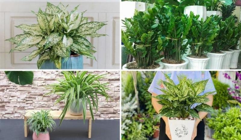 Bình hoa cẩm tú cầu xanh và lan hồ điệp xanh tượng trưng cho hoa phong thủy hợp tuổi Mậu Tuất 1958