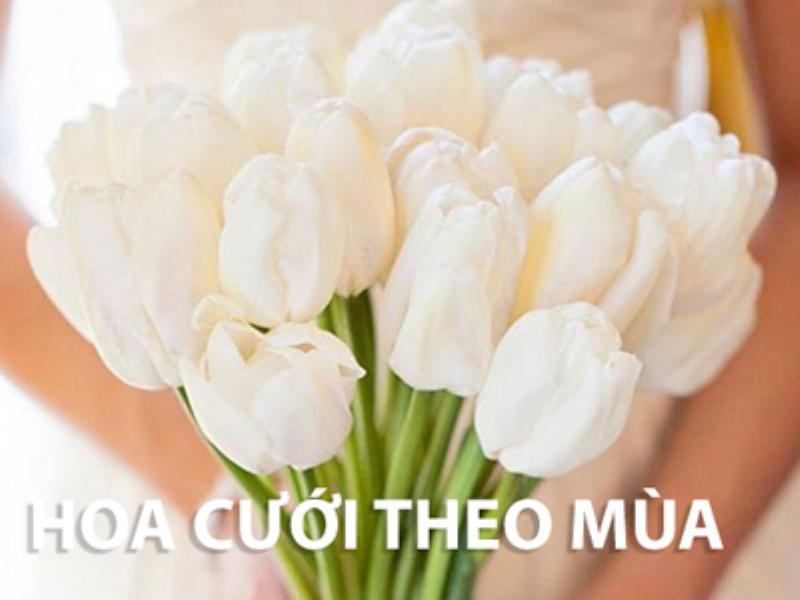 Vẻ đẹp tinh khiết của hoa Thanh Liễu trắng, lựa chọn thanh tao cho người 11 tháng 7
