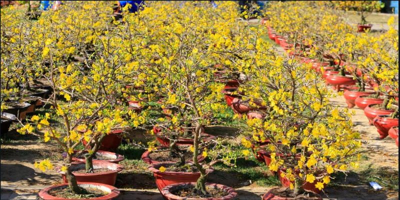 Những loài hoa trường thọ giữ vẻ đẹp bền bỉ theo thời gian, tô điểm cho cuộc sống