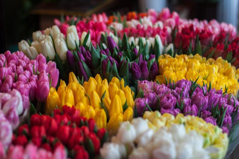 Bó hoa tulip đỏ tươi tắn, tượng trưng cho lời tuyên bố tình yêu mãnh liệt và chân thành dành cho người mình theo đuổi.
