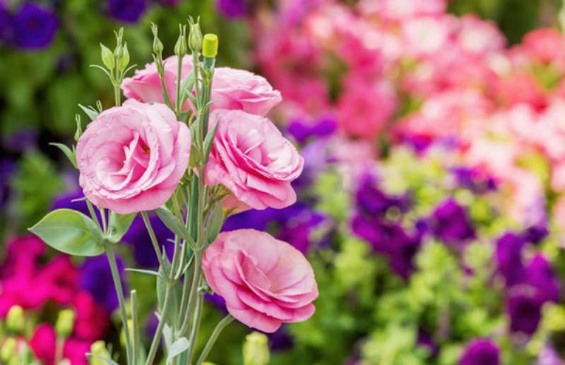 Bó hoa tươi sáng rực rỡ với sắc vàng, cam và trắng, tượng trưng cho sự khởi đầu mới và năng lượng tích cực, hoàn hảo để chào đón một ngày mai tràn đầy hy vọng.