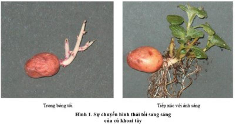 Hình ảnh minh họa cây hoa đang thực hiện quá trình quang hợp, chuyển hóa ánh sáng mặt trời thành năng lượng, thể hiện sự sống động và phát triển của thực vật.