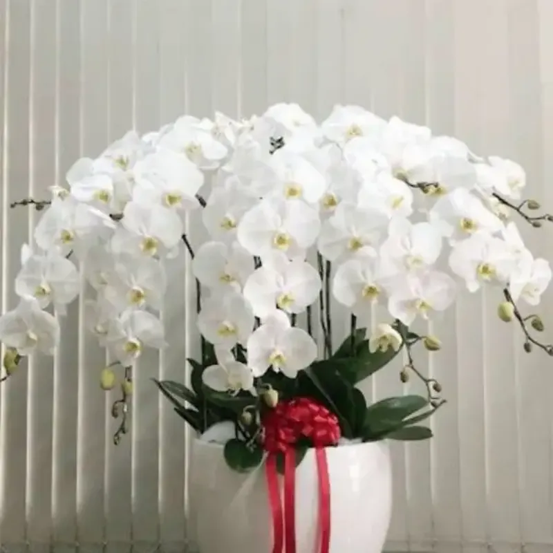 Sự sang trọng và ý nghĩa may mắn của hoa Lan Hồ Điệp, quà tặng đẳng cấp