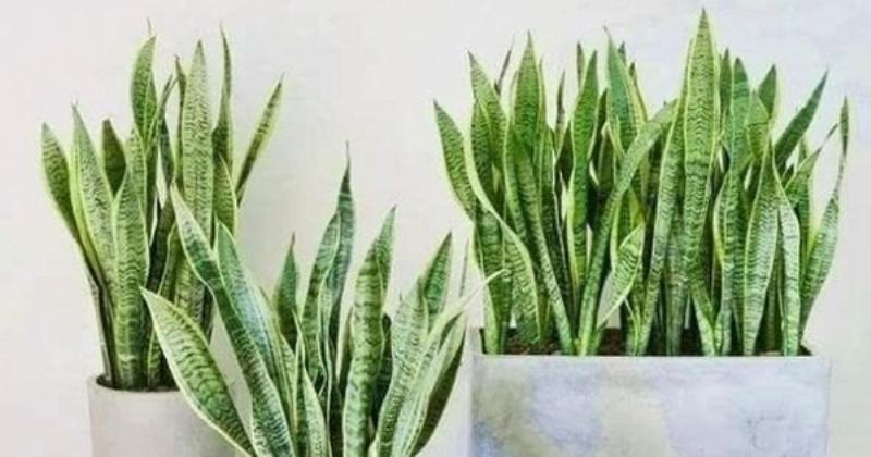 Các vị trí phong thủy tốt để đặt cây lưỡi hổ trong nhà