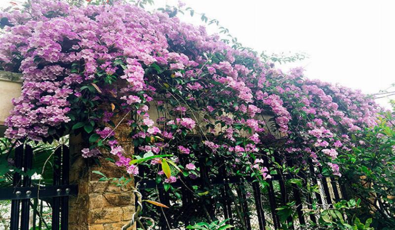 Vườn hoa hồng chịu lạnh với đủ màu sắc rực rỡ dưới ánh nắng hè ở một vùng ngoại ô nước Nga, thể hiện sự đa dạng và vẻ đẹp kiên cường. 