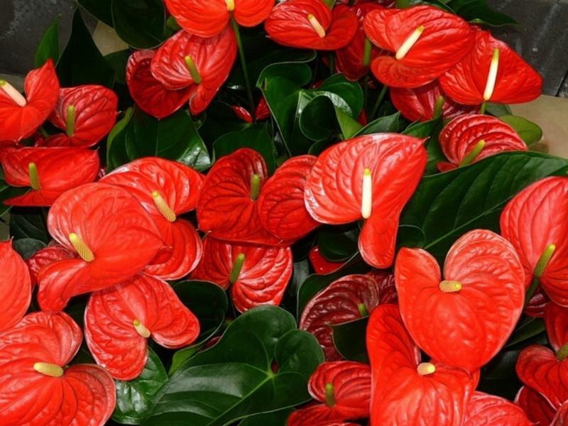 Bó hoa hồng đỏ rực rỡ tượng trưng cho tình yêu và may mắn cho người tuổi Bính Thân 2016