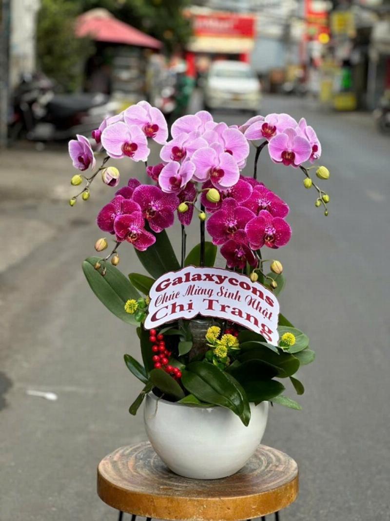 Một chậu Lan Hồ Điệp rực rỡ với các tông màu đỏ, cam, trắng, được đặt tinh tế trong không gian phòng khách hiện đại, mang lại sự sang trọng và may mắn cho người sinh năm 1964