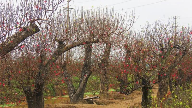 Cành hoa Anh Đào nở rộ, những cánh hoa hồng phớt nhẹ nhàng bay trong gió, tượng trưng cho vẻ đẹp thoáng qua, sự tái sinh mạnh mẽ và niềm hy vọng, phản ánh ý nghĩa lá The Star