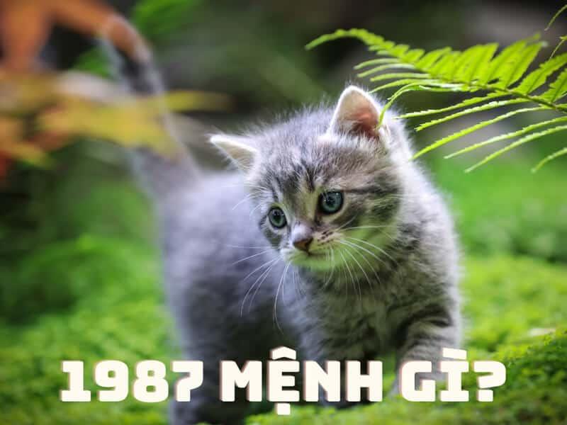 Những loài hoa tượng trưng cho sự kiên trì và bền bỉ của người tuổi Tân Mão sinh tháng 12 âm lịch
