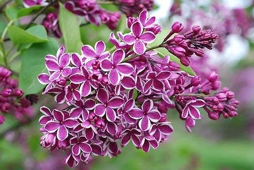 Tử đinh hương – loài hoa cổ tích Hy Lạp với chùm hoa xinh đẹp và ngào ngạt hương thơm