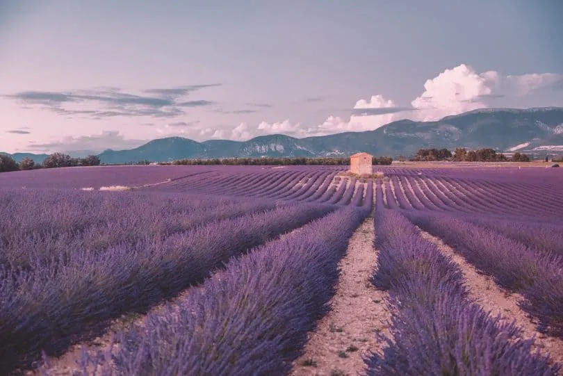 Cánh đồng hoa oải hương tím ngắt tại Provence, Pháp