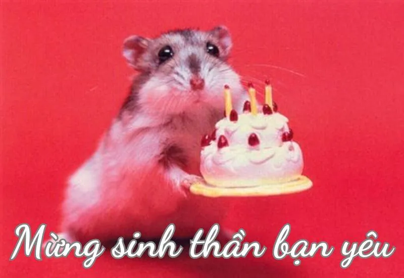 Meme chúc mừng sinh nhật với hình ảnh chú chó đội mũ tiệc