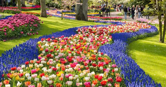 Công viên hoa Keukenhof với hàng trăm loài hoa rực rỡ