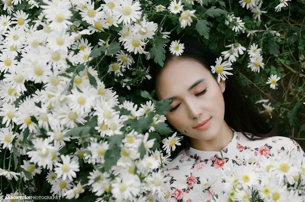 Những đóa cúc họa mi trắng tinh khôi, biểu tượng của sự tinh khiết và an lành