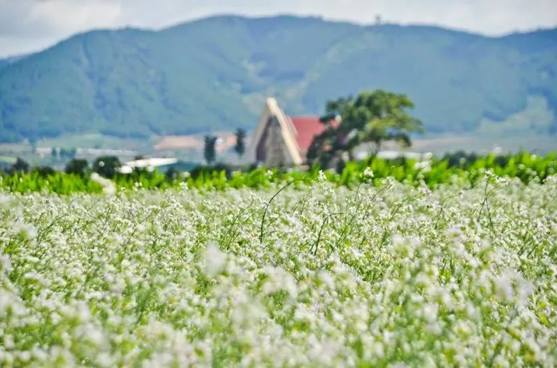 Đồng cải trắng tinh khôi ở Đà Lạt đẹp mê hồn