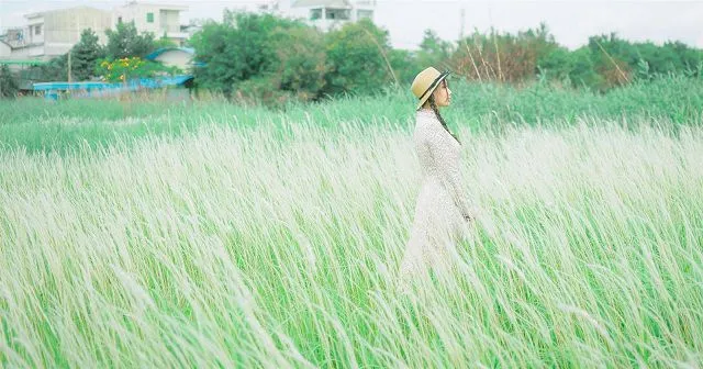 Đồi cỏ lau trắng muốt tại TP. Hồ Chí Minh
