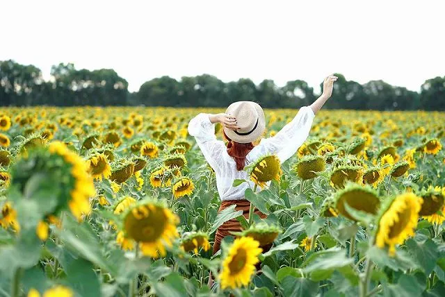 Cánh đồng hoa hướng dương bát ngát tại Đà Lạt