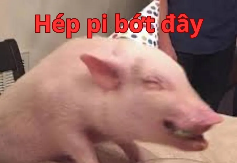 Meme sinh nhật vui vẻ với biểu cảm ngạc nhiên của chó
