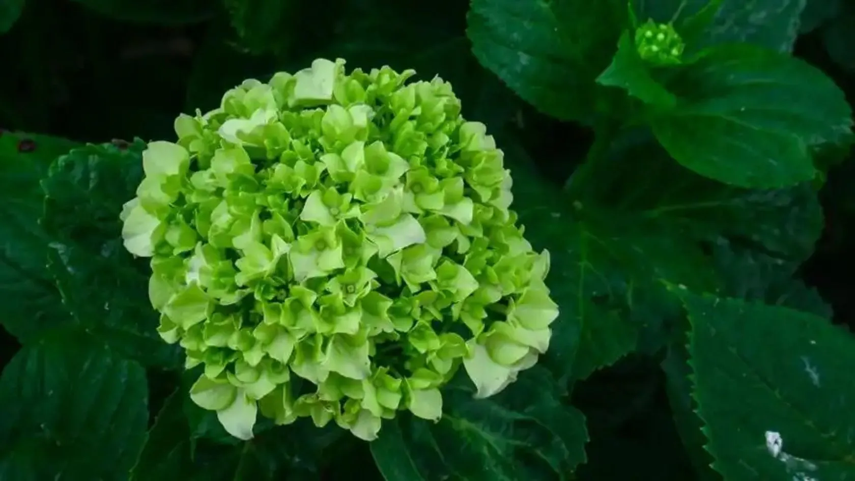 Thiên đường hoa cẩm tú cầu Lạc Dương