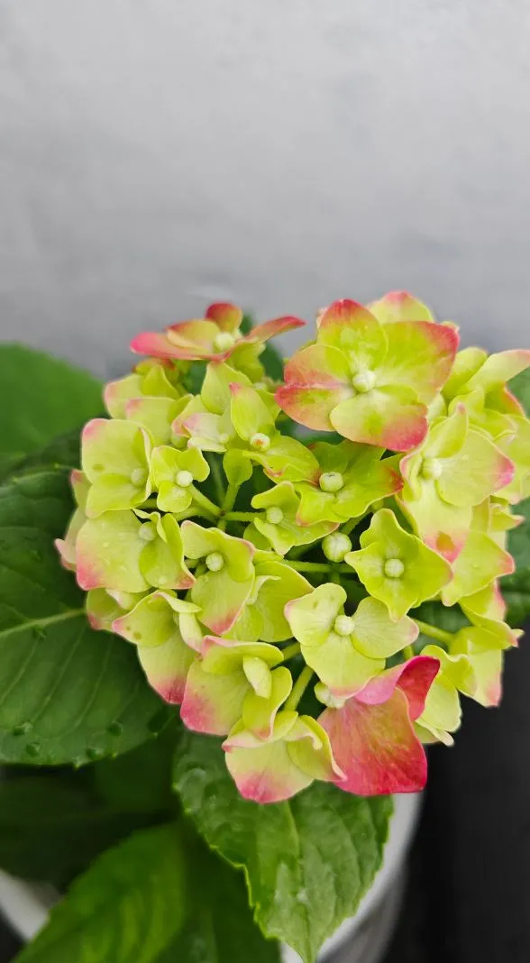 Hoa cẩm tú cầu mang phong cách xưa