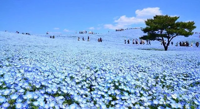 Công viên biển Hitachi Seaside Park với những đồi hoa xanh biếc
