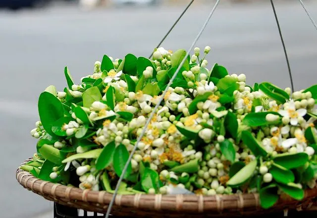 Gánh hoa bưởi trắng tinh khôi của cô bán hàng rong